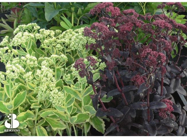 Sedum telephium   'Purple Emperor'